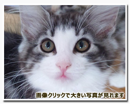 ノルウェージャンフォレストキャット