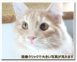 ノルウェージャンフォレストキャット