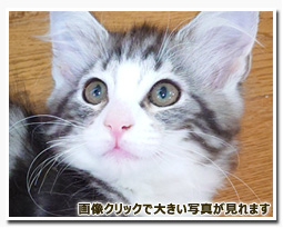 ノルウェージャンフォレストキャット