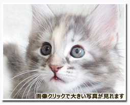 ノルウェージャンフォレストキャット