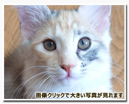 ノルウェージャンフォレストキャット