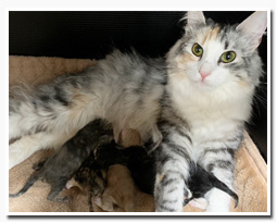 ノルウェージャンフォレストキャット