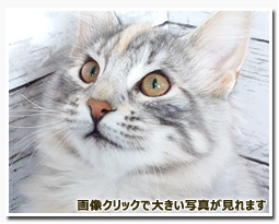 ノルウェージャンフォレストキャット