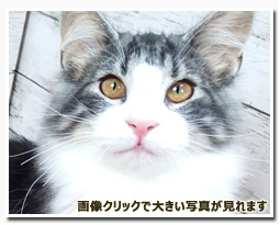 ノルウェージャンフォレストキャット