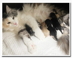 ノルウェージャンフォレストキャット