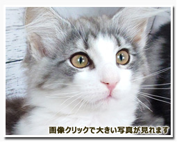 ノルウェージャンフォレストキャット