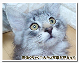 ノルウェージャンフォレストキャット