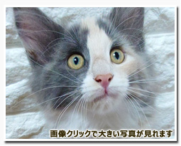 ノルウェージャンフォレストキャット