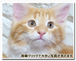 ノルウェージャンフォレストキャット